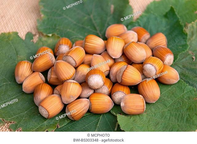 Common hazel (Corylus avellana 'Englische Riesen', Corylus avellana Englische Riesen), hazelnuts of cultivar Englische Riesen