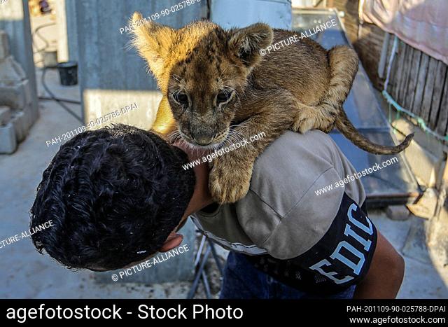 09 November 2020, Palestinian Territories, Khan Yunis: Palestinian Bassam Abu Jameh, 16, plays with a lion cub, on the roof of his house