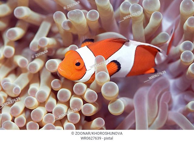 Anemone and Clown-fish