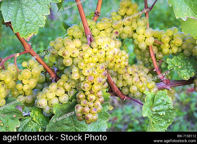 Grapes, Riesling variety, Baden-Württemberg, Germany, Europe