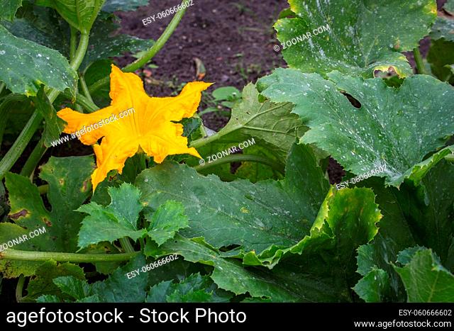 Fresh courgette flower outdoor in the vegetable garden