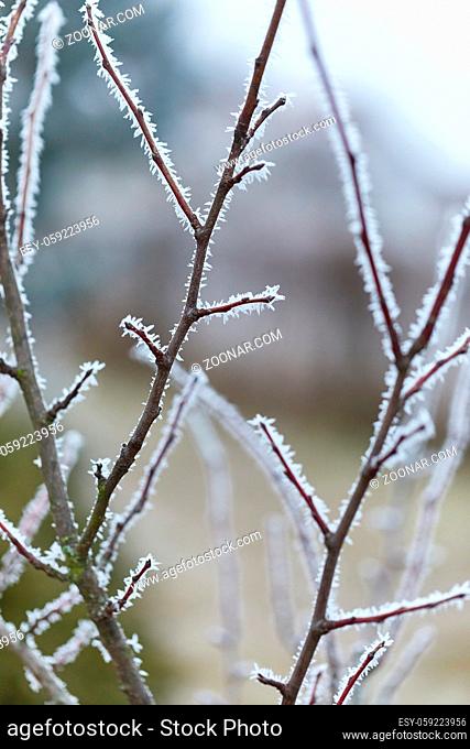 Frosty tree branch in winter