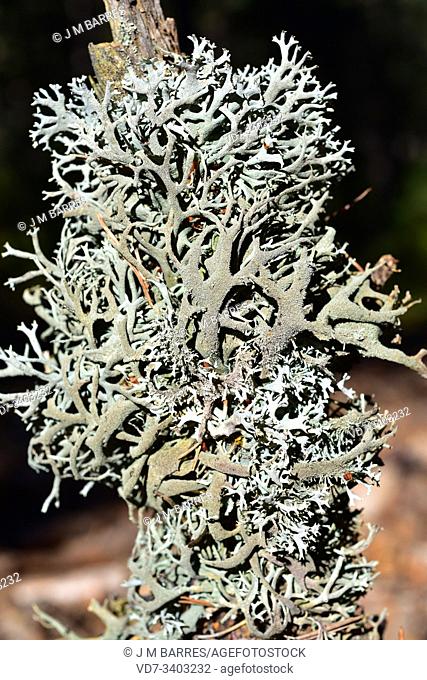 Tree moss (Pseudevernia furfuracea) is a fruticulose lichen that grows on bark trees (pines and firs). Is used on perfume industry