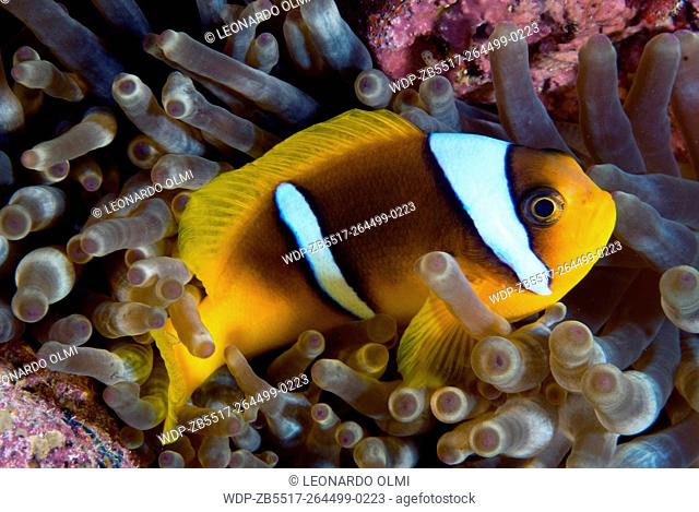 Egypt, Red Sea, Sharm el Sheikh, twoband anemonefish (Amphiprion bicintus) inside bulb-tentacle sea anemone (Entacmaea quadricolor)