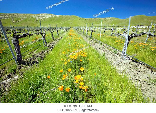 Vineyard with bright colorful flowers and California poppies