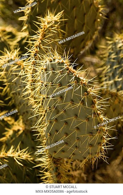 USA, AZ, Yarnell. Prickly pear cactus