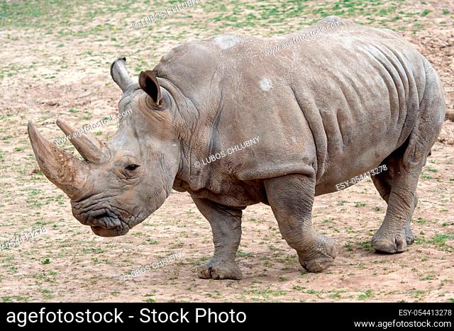 Southern white rhinoceros (Ceratotherium simum simum). Critically endangered animal species