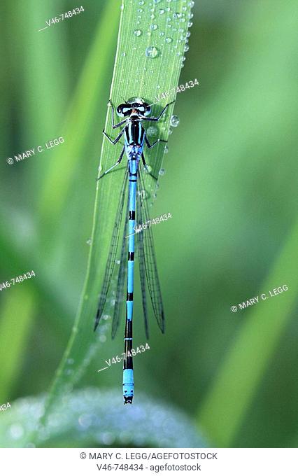 Azure Damselfly Coenagrion puella on a blade of grass sprinkled with raindrops. An azure damselfly clings to a blade of grass that is  sprinkled with morning...