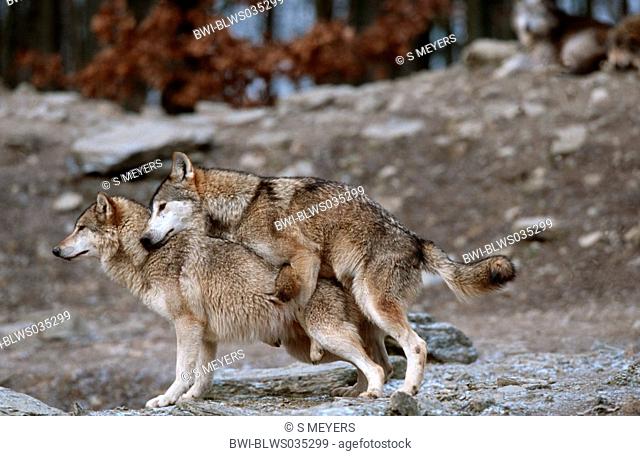 timber wolf Canis lupus lycaon, copulation