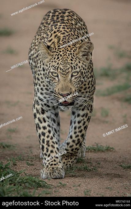 A leopard, Panthera pardus, walks towards the camera, direct gaze