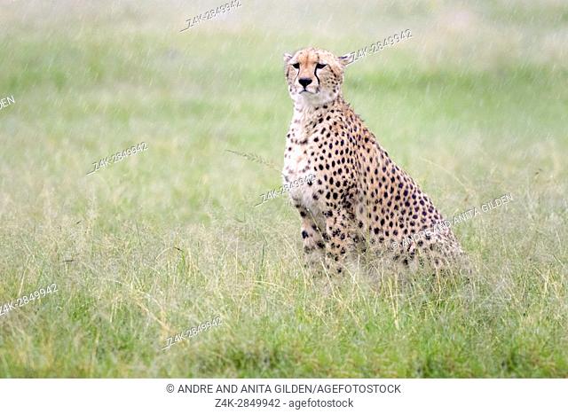 Cheetah (Acinonix jubatus) sitting on savanna during heavy rain, Maasai Mara National Reserve, Kenya