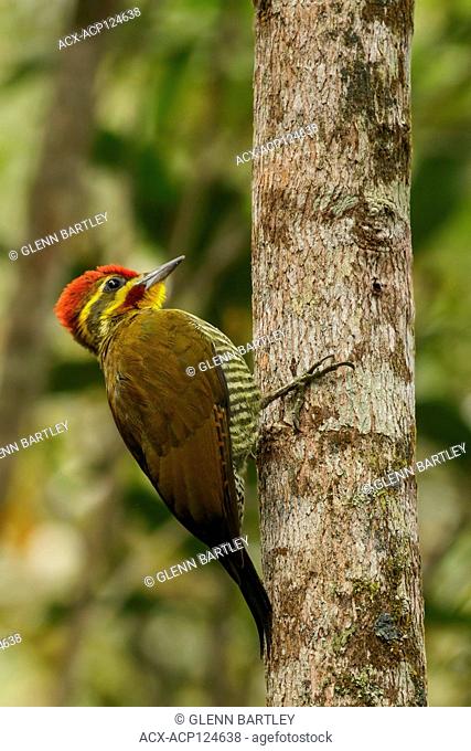 Yellow-browed Woodpecker (Piculus aurulentus) in the Atlantic Rainforest of SE Brazil