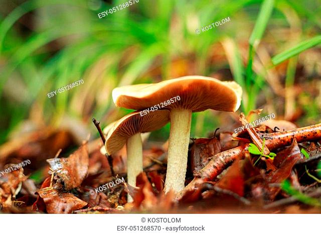 Fresh mushrooms growing in the ground autumn forest closeup