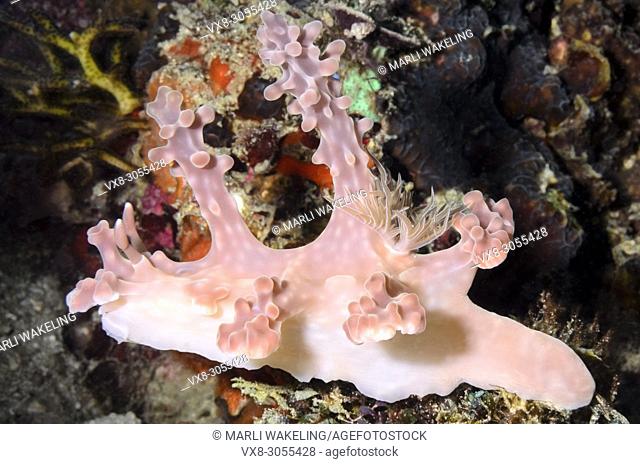 sea slug or nudibranch, Miamira alleni, Anilao, Batangas, Philippines, Pacific
