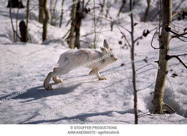 Snowshoe Hare running