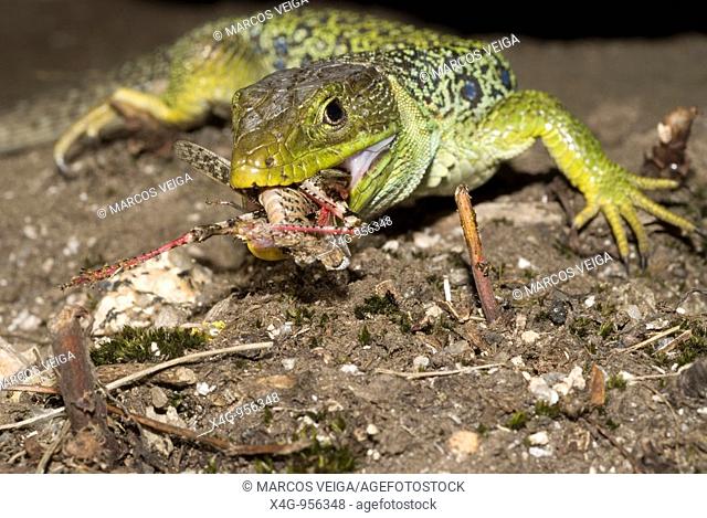 Lagarto ocelado comiendo saltamontes  Ocellated lizard eating a grasshopper  Lacerta lepida  Timon lepidus