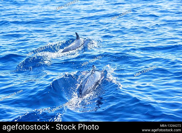 Pantropical spotted dolphins (Stenella attenuata) swimming, Drake Bay, Corcovado National Park, Osa Peninsula, Costa Rica