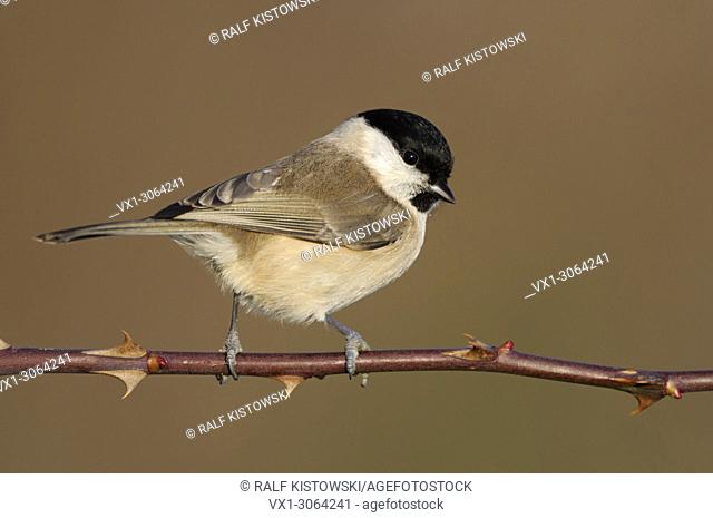 Marsh Tit ( Poecile palustris ), perched on a thorny tendril, nice side view, fabulous light, wildlife, Europe