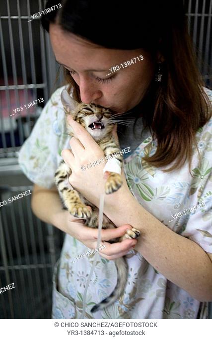 A veterinarian kisses a Bengal cat kitten at a Pet Hospital in Condesa, Mexico City, Mexico, February 1, 2011