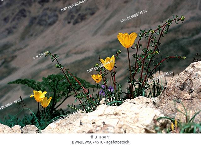 wild tulip Tulipa spec., in mountain range, Iran, Teheran, Laar Nationalpark