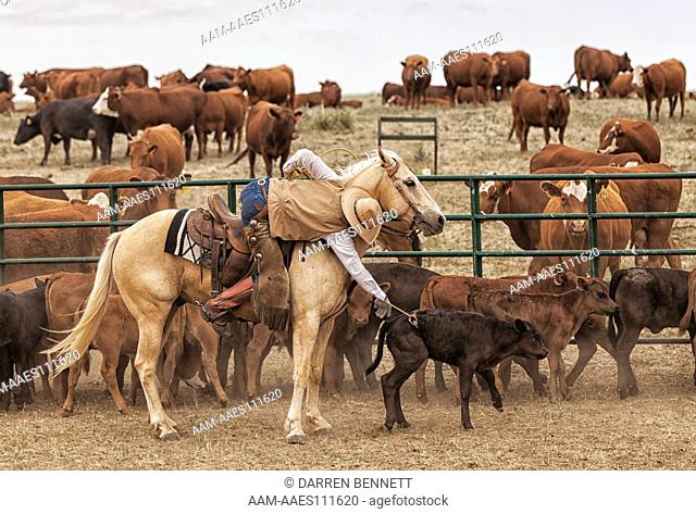 Cowboy, Working cattle image from Collins Ranch (M.R.) Untying a calf roped around the midsection Eastern Colorado