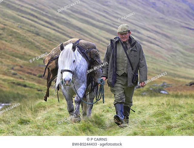 stalker leads a Highland Pony with a red deer carcass on the back over a meadow, United Kingdom, Scotland, Sutherland, Alladale Wilderness Reserve