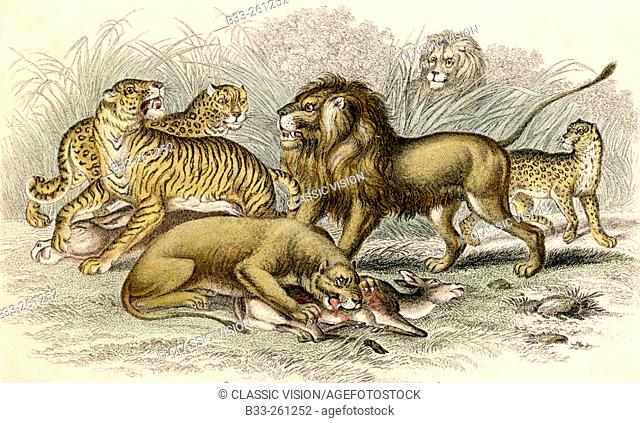 Asiatic Lion, lioness, bengal tiger, leopard and jaguar. Engraving drawn by J. Stewart, 19th century. Engraved by J. Miller