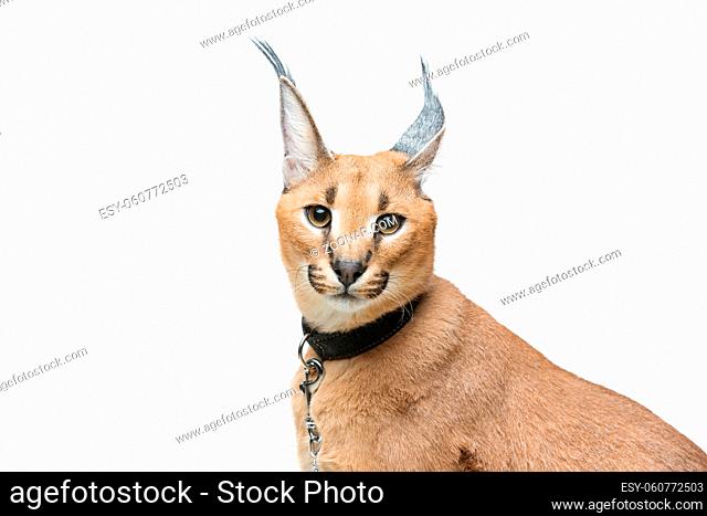 Beautiful caracal lynx 6 months old kitten in leather collar sitting on white background. Isolated. Studio shot. Copy space