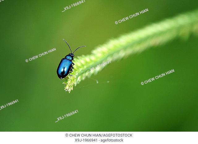 Metalic blue color of beetle of borneo