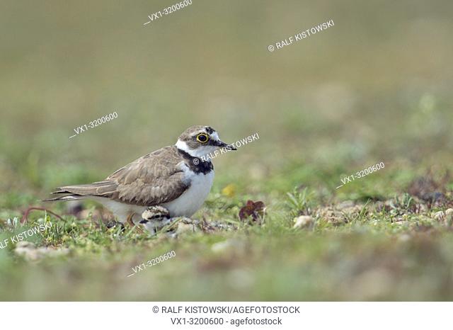 Little Ringed Plover / Flussregenpfeifer (Charadrius dubius) with cute little chick gathering under its belly plumage