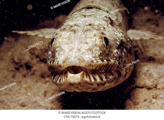 Lizardfish (Saurida gracilis). Red Sea