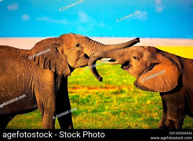 Elephants playing with their trunks on African savanna. Safari in Amboseli, Kenya, Africa
