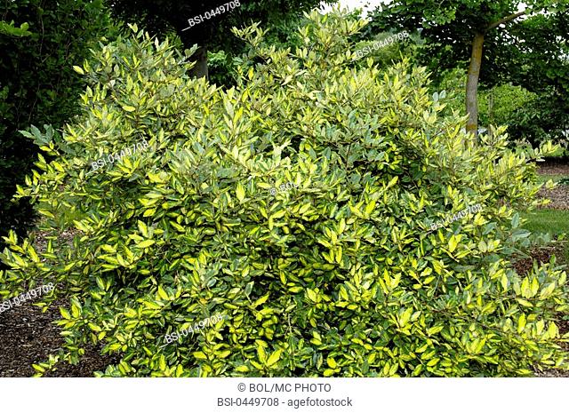 Worldwide distribution except for United Kingdom and Germany. Silverberry, Silverthorn 'Maculata' Elaeagnus pungens