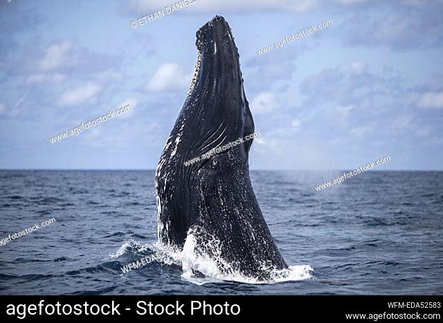 Spyhopping Humpback Whale, Megaptera novaeangliae, Silver Bank, Atlantic Ocean, Dominican Republic