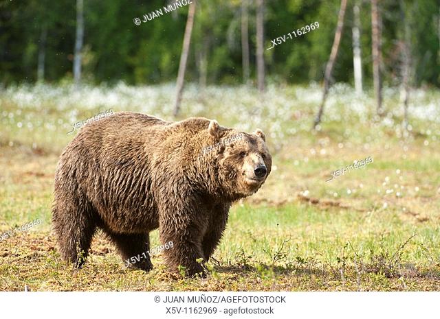 European brown bear Ursus arctos arctos. Finland. Scandinavia. Europe