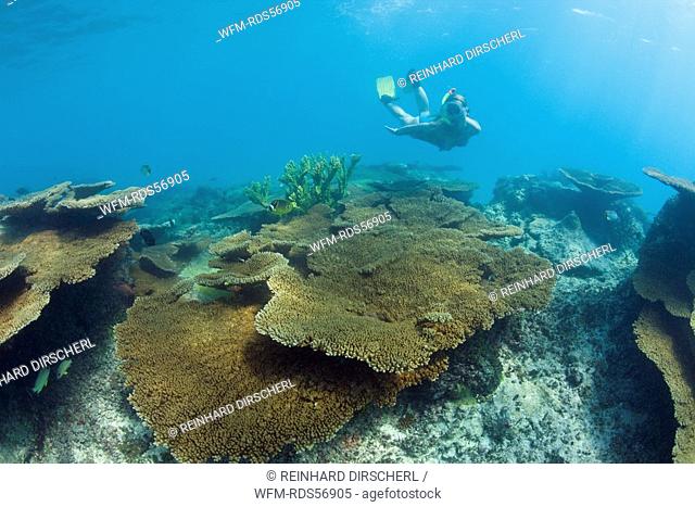 Skin Diver over Table Corals in Bikini Lagoon, Bikini Atoll, Micronesia, Pacific Ocean, Marshall Islands