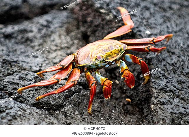 Sally Lightfoot Crab (Grapsus grapsus), Espinosa Point, Isla Fernandina (Fernandina Island), Galapagos Islands, Ecuador. - 01/01/2011