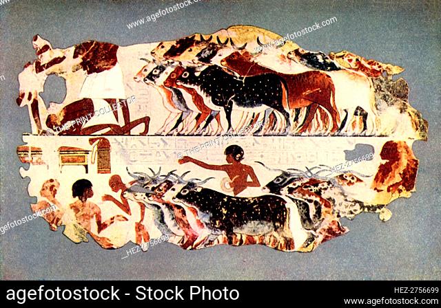'Scene representing the driving of a large herd of cattle on an Egyptian farm', c1350 BC, (1915.) Creator: Unknown