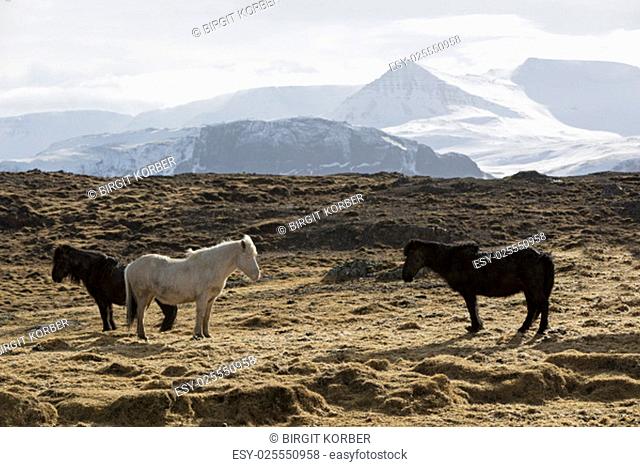 Herd of Icelandic horses on a meadow in front of mountain landscape in winter