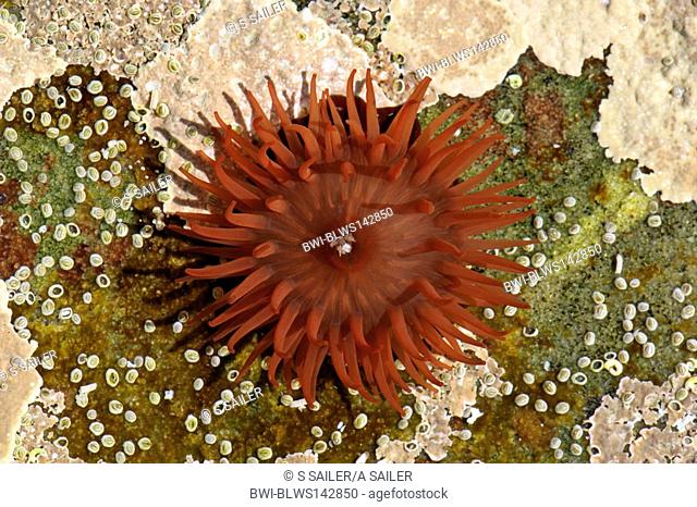 beadlet anemone, red sea anemone, plum anemone Actinia equina, in rock pool with opened tentacles reaching for food, United Kingdom, Scotland, Isle Of Skye