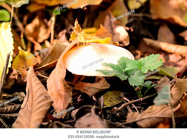 Mushrooms, mushrooms populate the forest and fill it with life