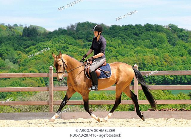 Rider with Akhal Teke, stallion / dun, riding arena, side
