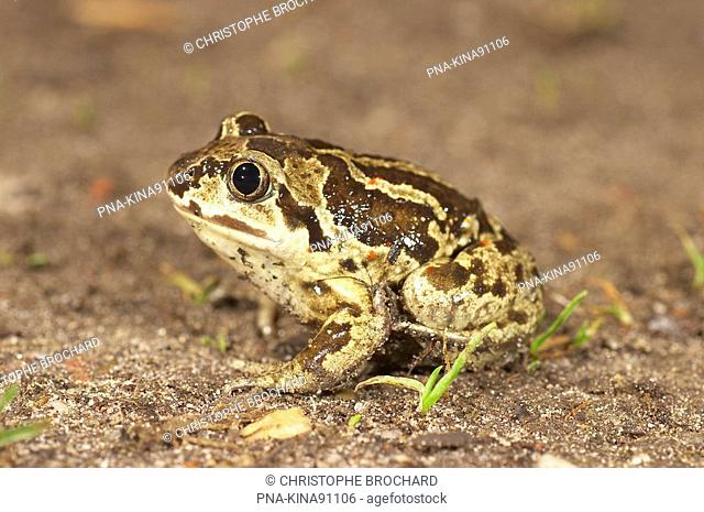 Common Spadefoot Toad Pelobates fuscus - Valthe, Drenthe, The Netherlands, Holland, Europe