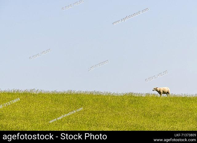 Sheep, dike, Westerhever, Schleswig-Holstein, Germany