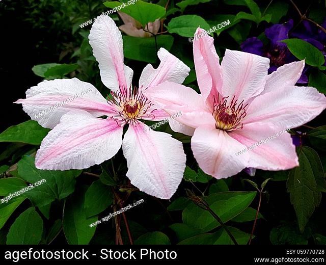Clematis-Hybride, Mm. le Coultre