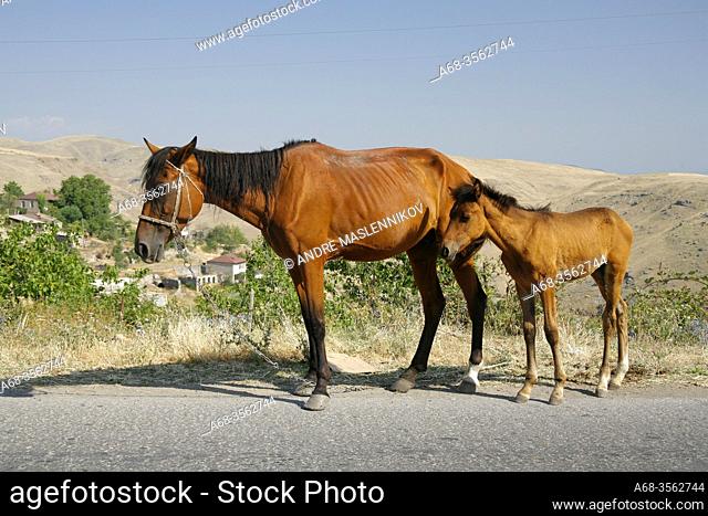 A skinny mare with its foal. Armenia. Photo: André Maslennikov