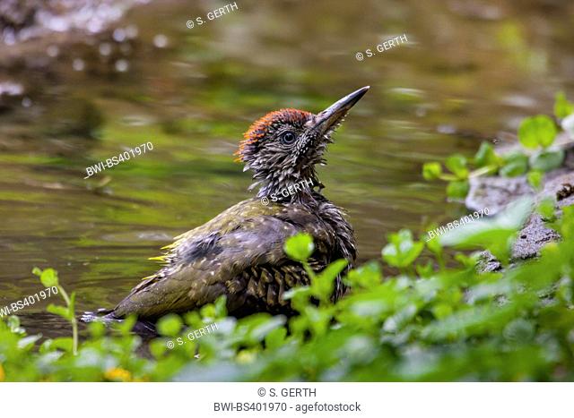 green woodpecker (Picus viridis), young bathing green woodpecker at a water place in a forest, Switzerland, Sankt Gallen
