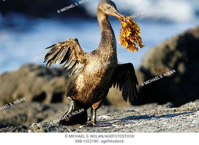Flightless cormorant Nannopterum harrisi adult returning to the nesting site with seaweed for nest making in the Galapagos Island Group