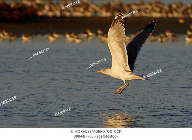 Yellow-legged Gull (Larus michahellis) Order: Charadriiformes. Family: Larides. Parc ornithologique du Teich. Arcachon. Gironde. France