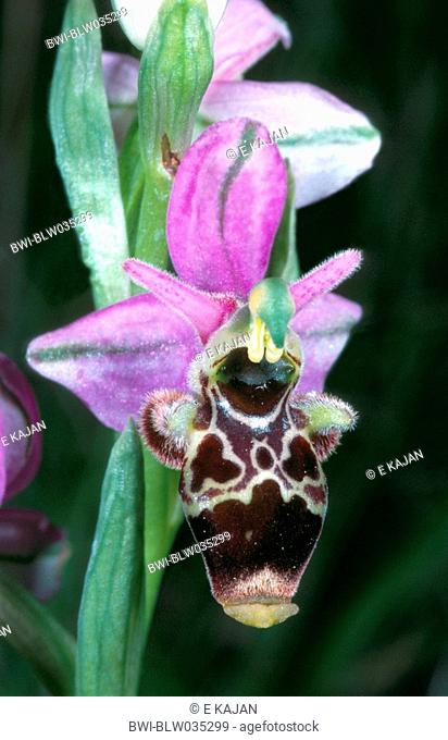 deep forest ophrys, woodcock orchid Ophrys scolopax, single blossom, France, Cevennen